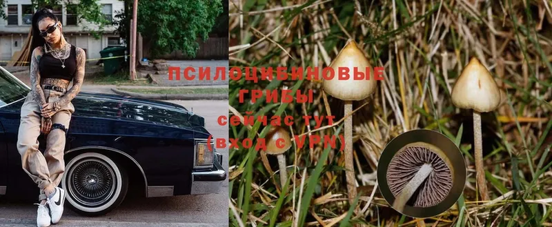 мега   Георгиевск  Псилоцибиновые грибы Magic Shrooms  наркотики 